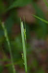 Manhart's sedge